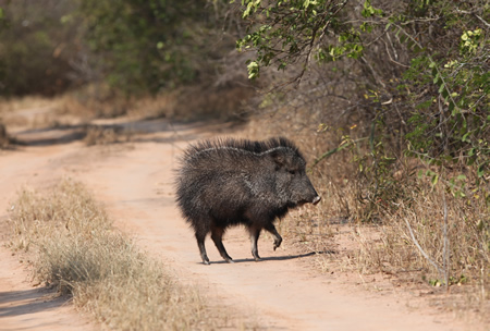 CHACO PECCARY Catagonus wagneri FAUNA PARAGUAY